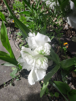 flowers